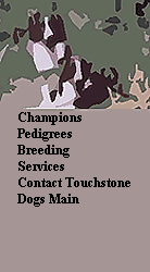 Champions
Pedigrees
Breeding 
Services
Contact Touchstone
Dogs Main



